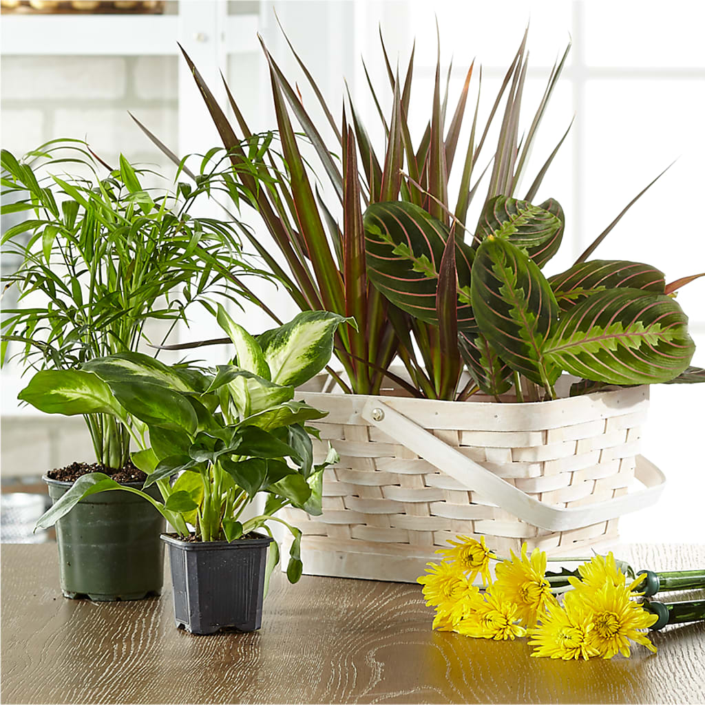 Florist Designed Blooming and Green Plants in a Basket – Bouquet.com, Tontitown AR