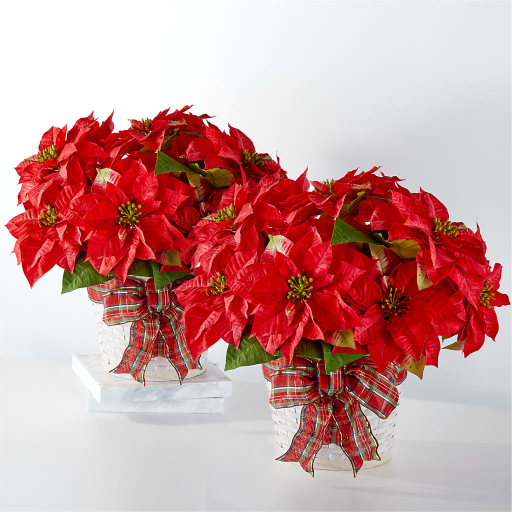 Happiest Holidays Poinsettia Bundle – Bouquet.com, Tontitown AR