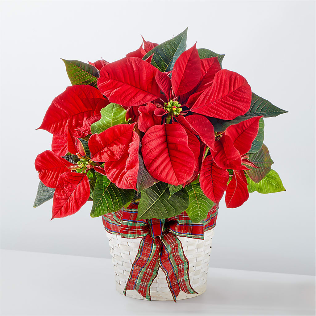 Happiest Holidays Poinsettia – Bouquet.com, Tontitown AR