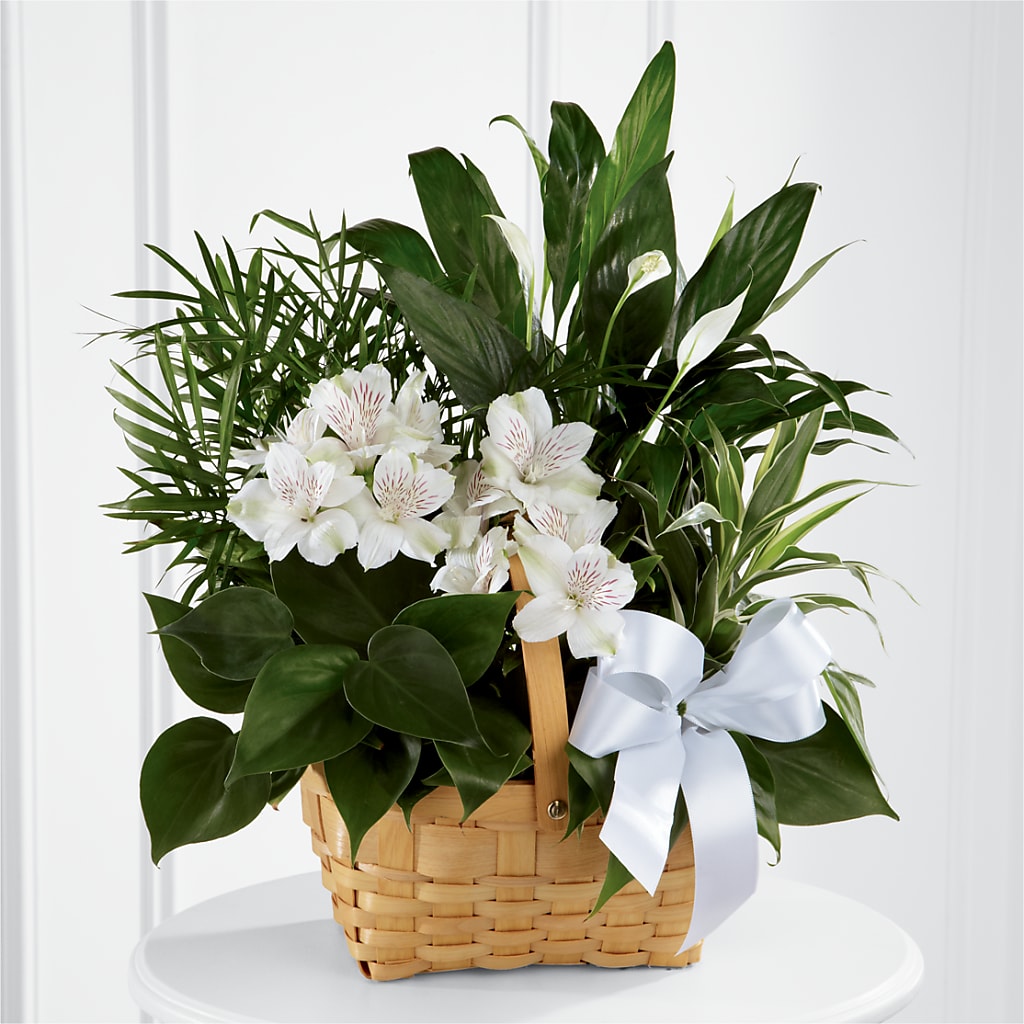 Peace & Serenity Dishgarden – Bouquet.com, Tontitown AR