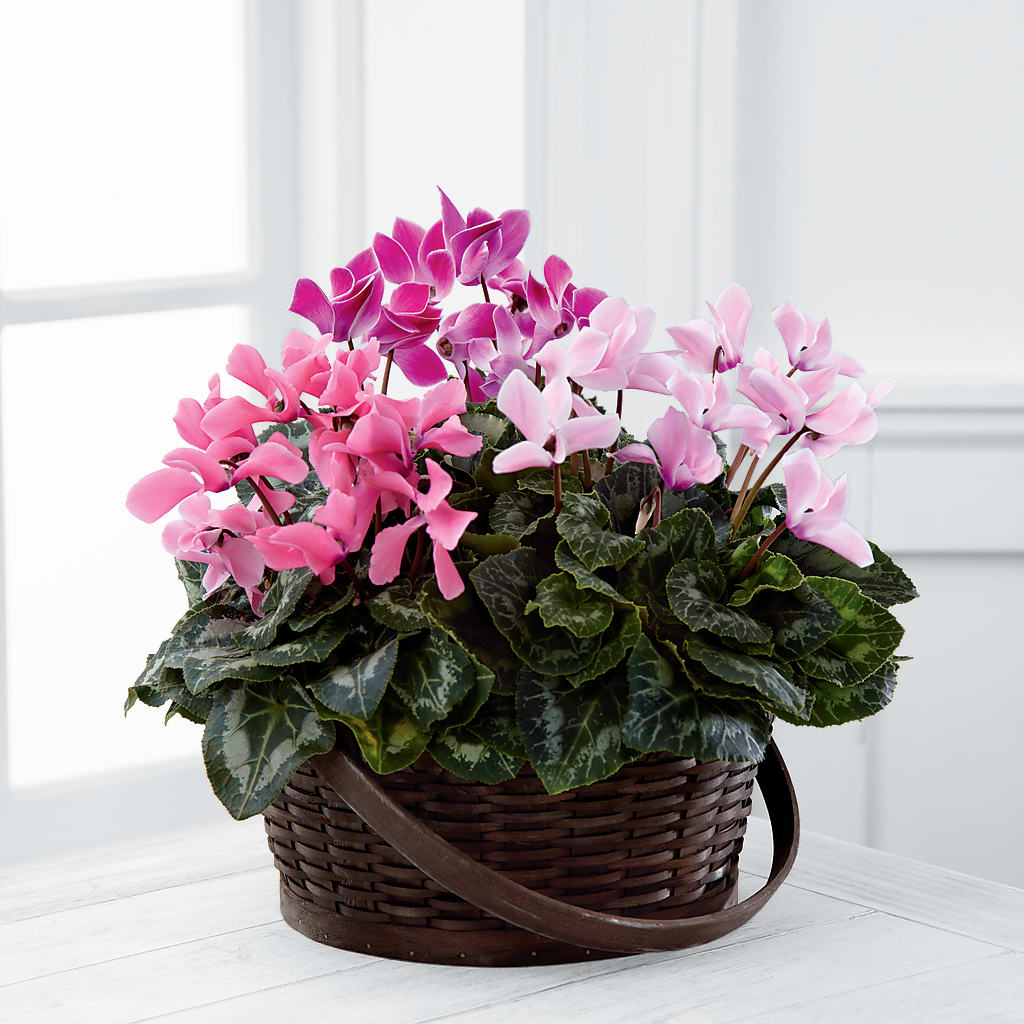 Mixed Cyclamen Planter – Bouquet.com, Tontitown AR