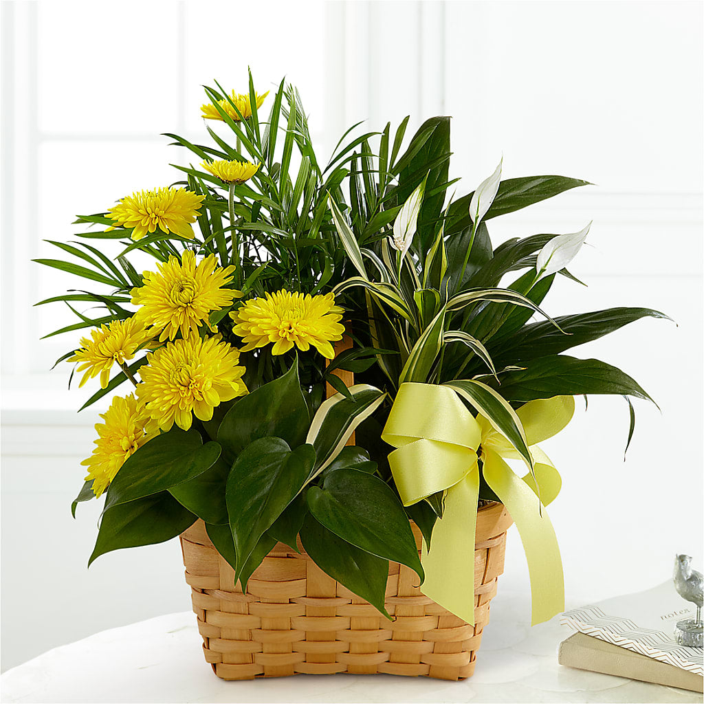 Loving Light Dishgarden – Bouquet.com, Tontitown AR