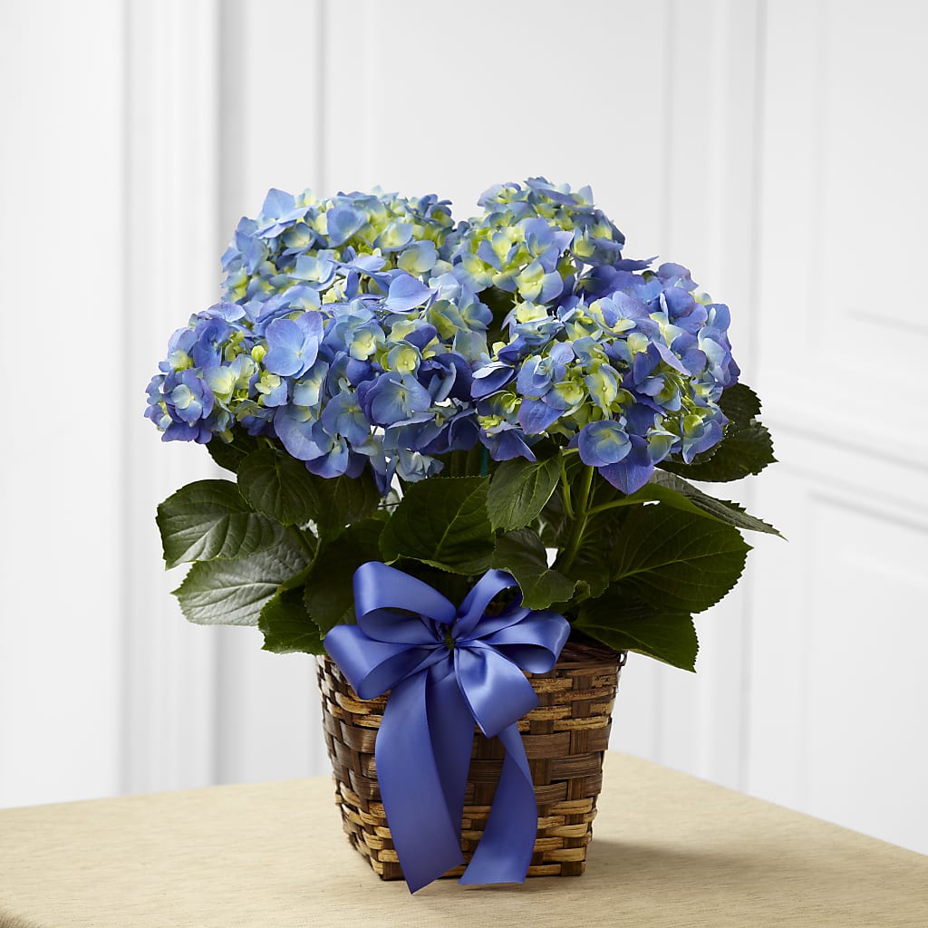 Blue Hydrangea Planter – Bouquet.com, Tontitown AR
