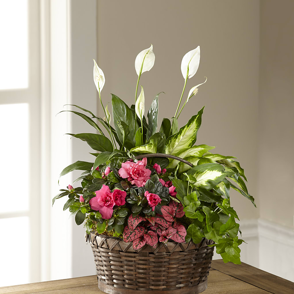 Dream in Pink Dishgarden – Bouquet.com, Tontitown AR