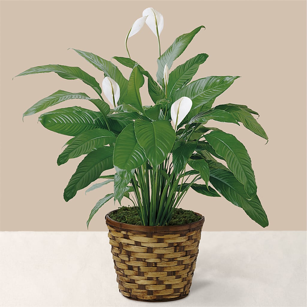Tranquil Moments Peace Lily Plant – Bouquet.com, Tontitown AR