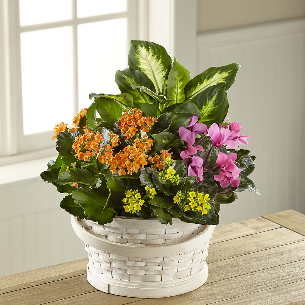 Color Crush Dishgarden – Bouquet.com, Tontitown AR