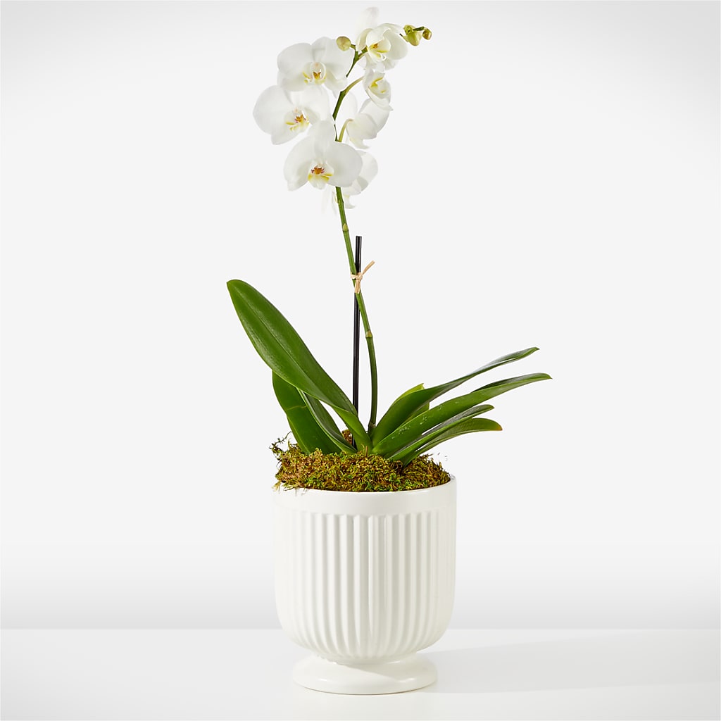 Whispering White Orchid – Bouquet.com, Tontitown AR