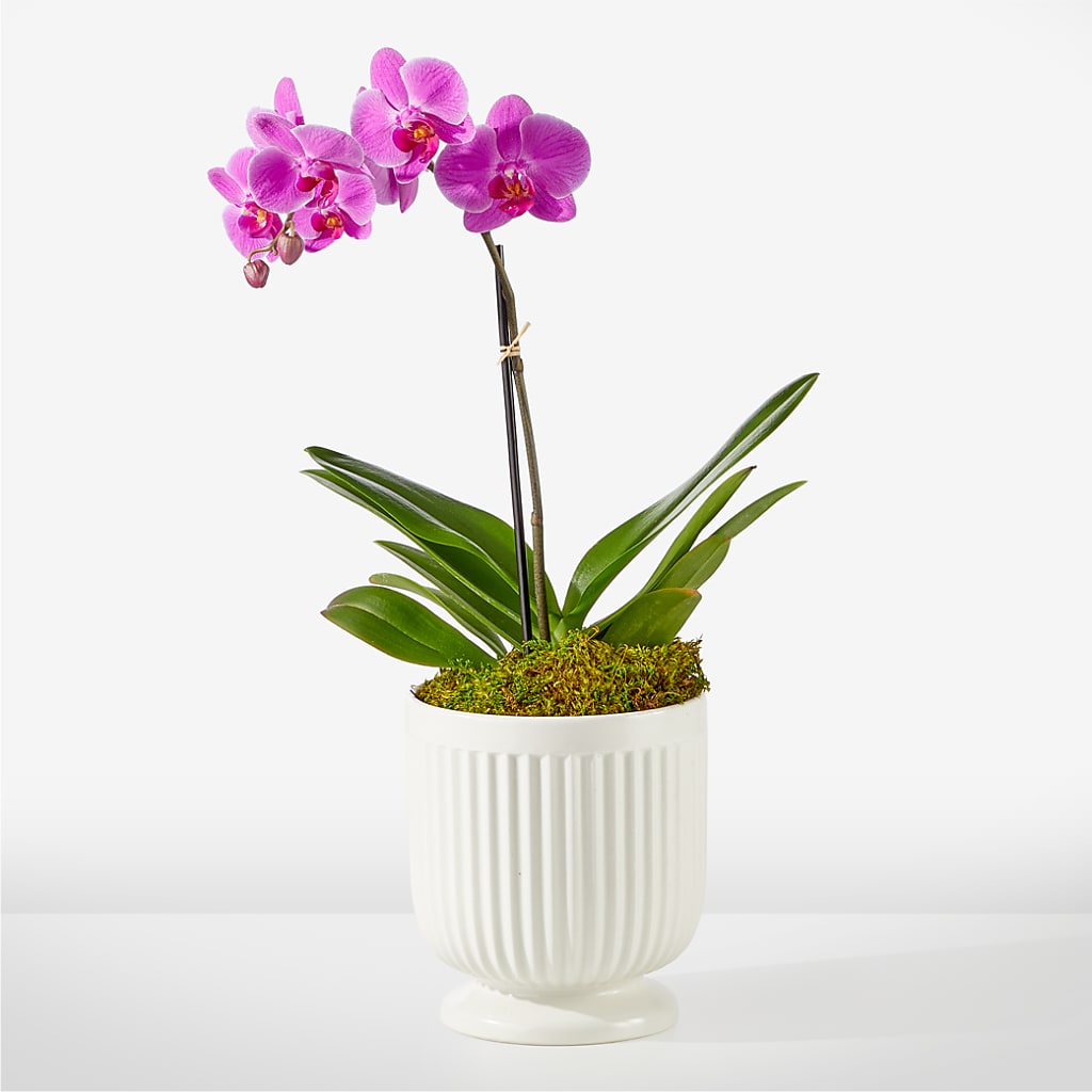 Friendly Fuchsia Orchid – Bouquet.com, Tontitown AR