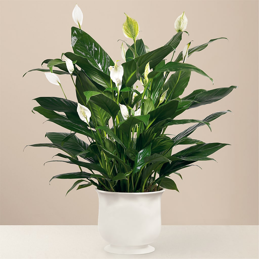 Comfort Planter – Bouquet.com, Tontitown AR