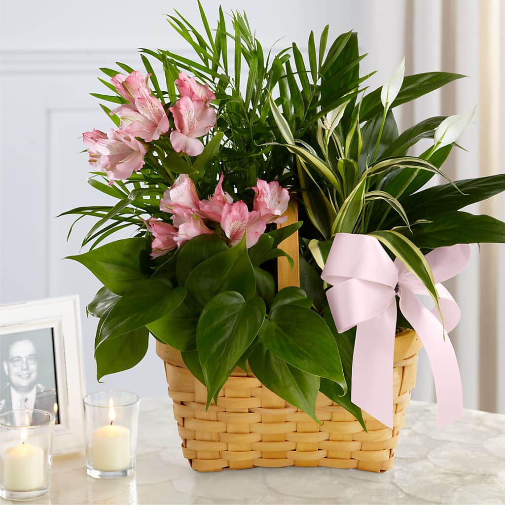 Living Spirit Dishgarden – Bouquet.com, Tontitown AR