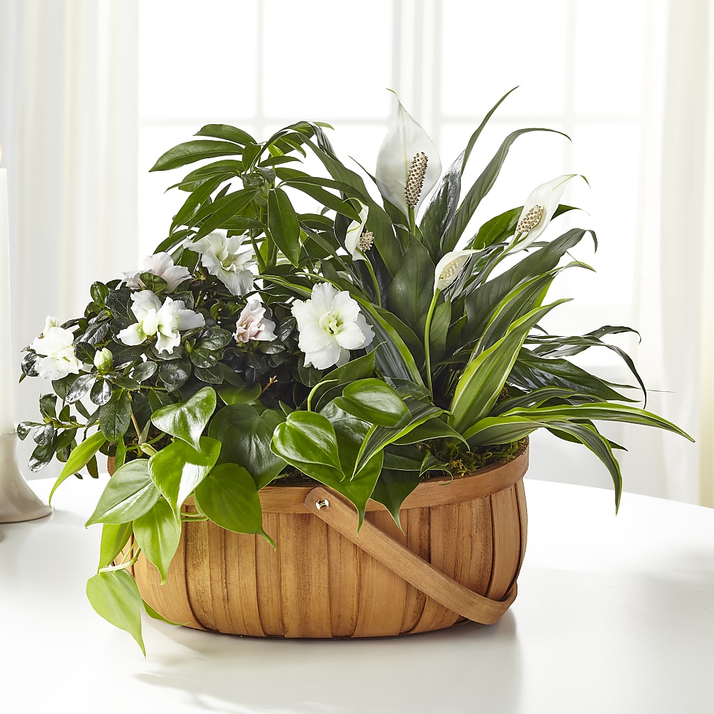 Serene Dishgarden – Bouquet.com, Tontitown AR