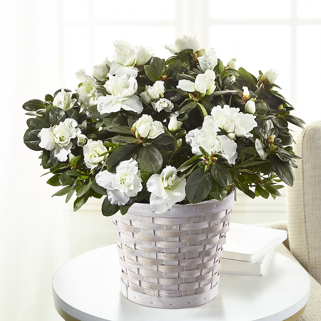 White Azalea Plant – Bouquet.com, Tontitown AR