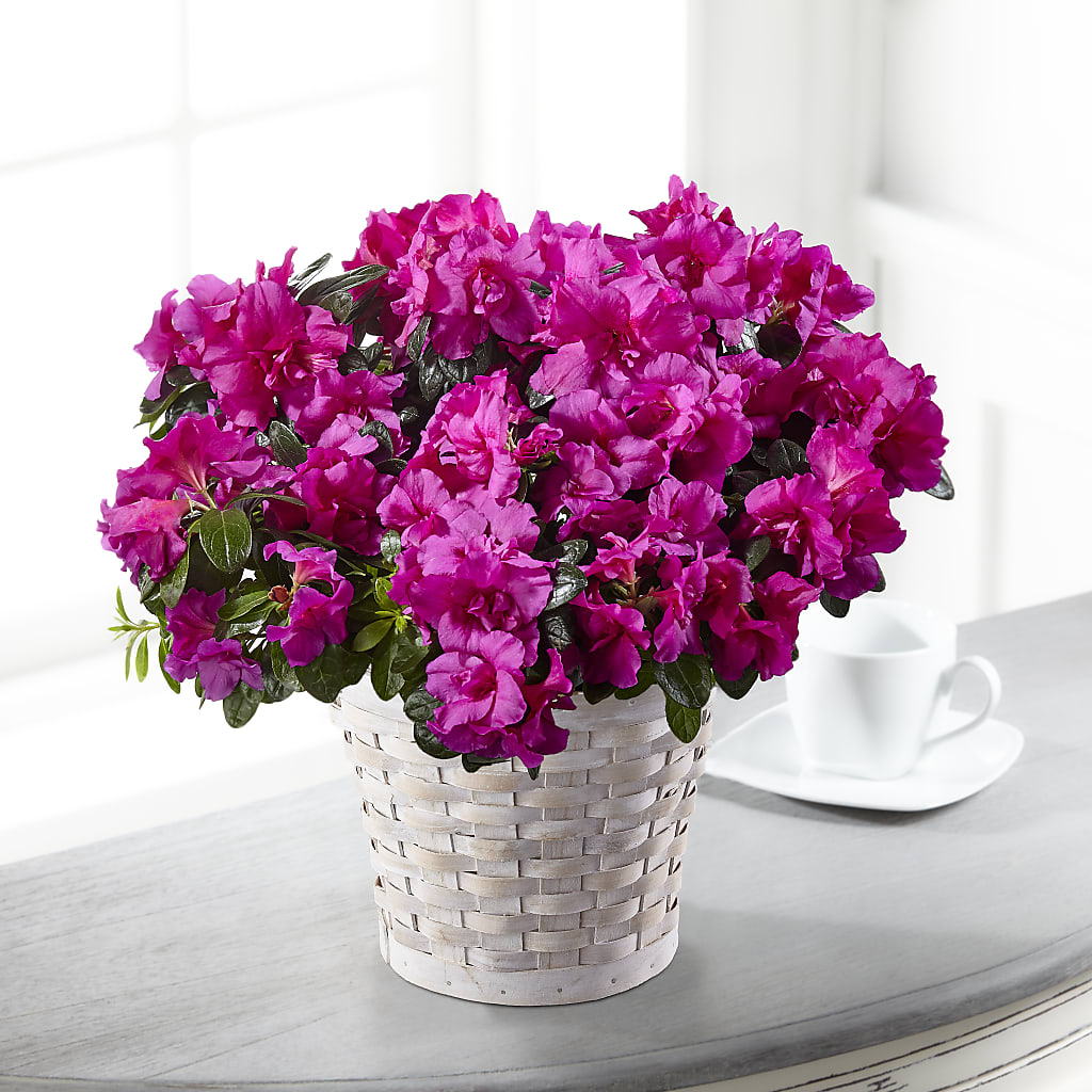 Hope & Serenity Azalea Plant – Bouquet.com, Tontitown AR