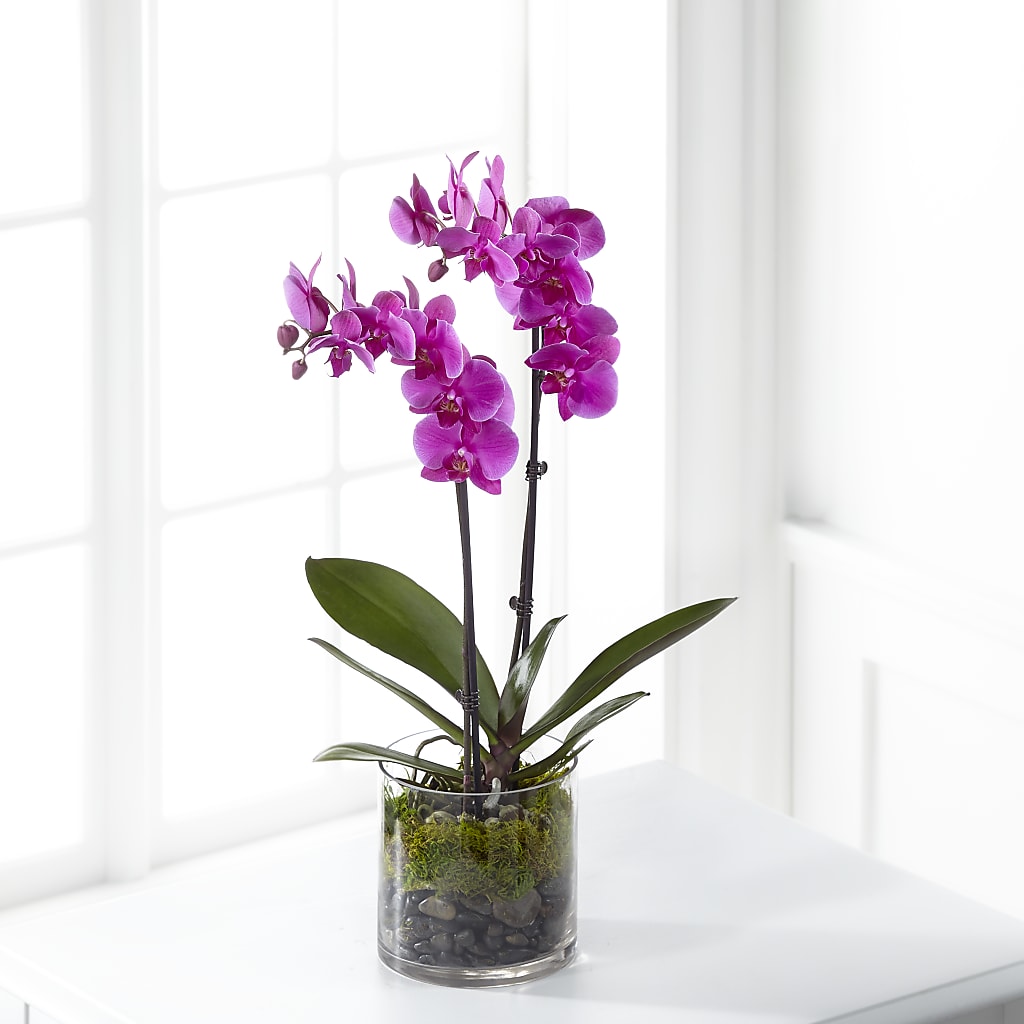 Pink Orchid Plant – Bouquet.com, Tontitown AR