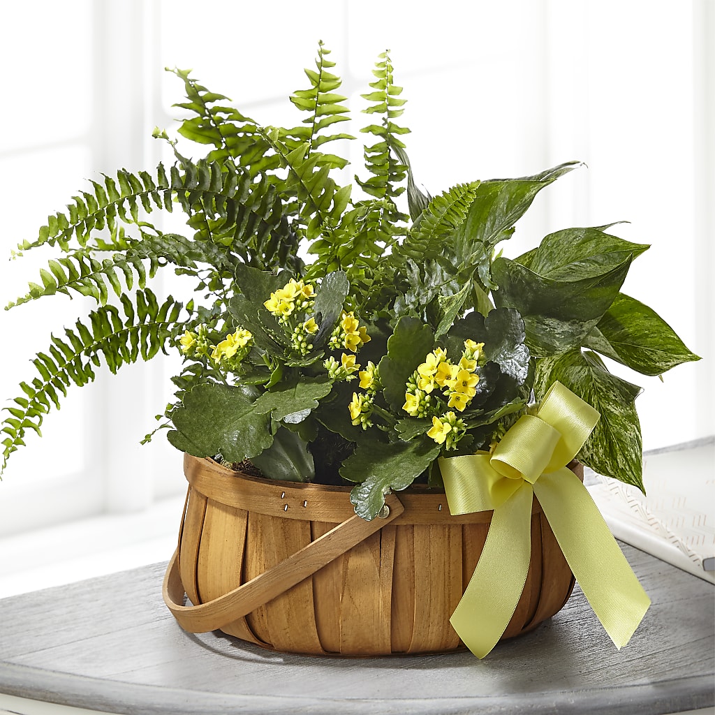 Always Dear Dishgarden – Bouquet.com, Tontitown AR
