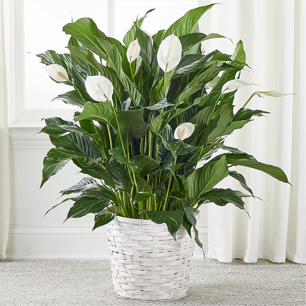 A New Leaf Peace Lily – Bouquet.com, Tontitown AR
