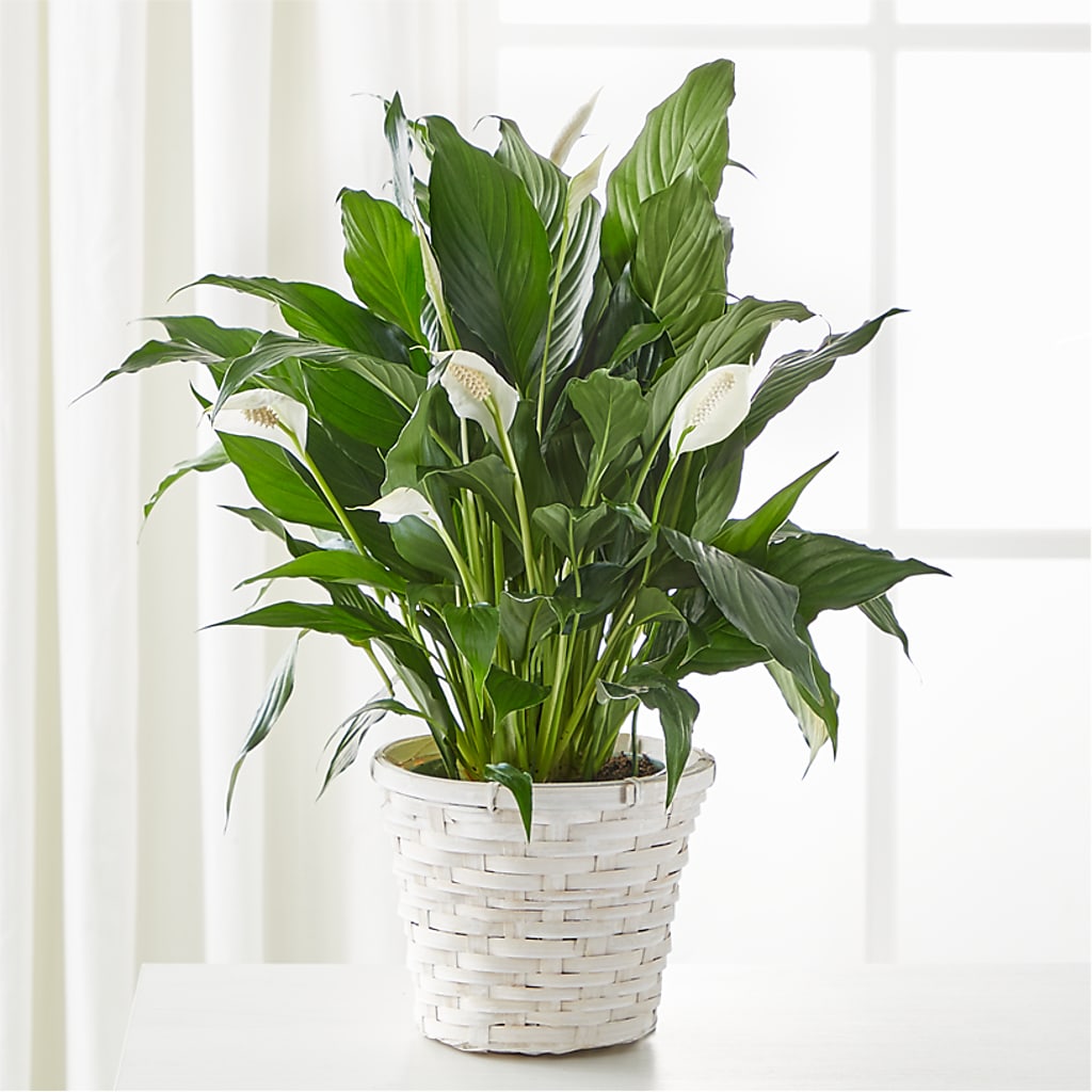 A New Leaf Peace Lily – Bouquet.com, Tontitown AR