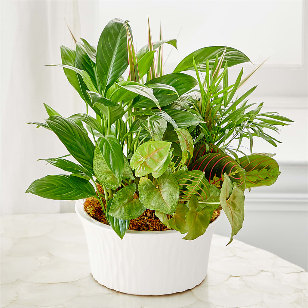 Balance & Harmony Dishgarden – Bouquet.com, Tontitown AR