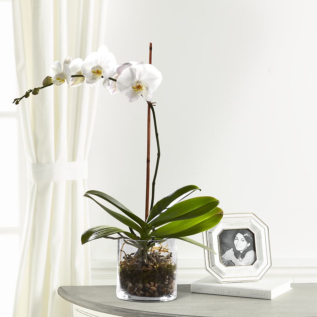 White Orchid Planter – Bouquet.com, Tontitown AR