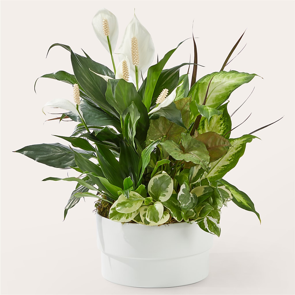 Radiating Positivity Dishgarden – Bouquet.com, Tontitown AR