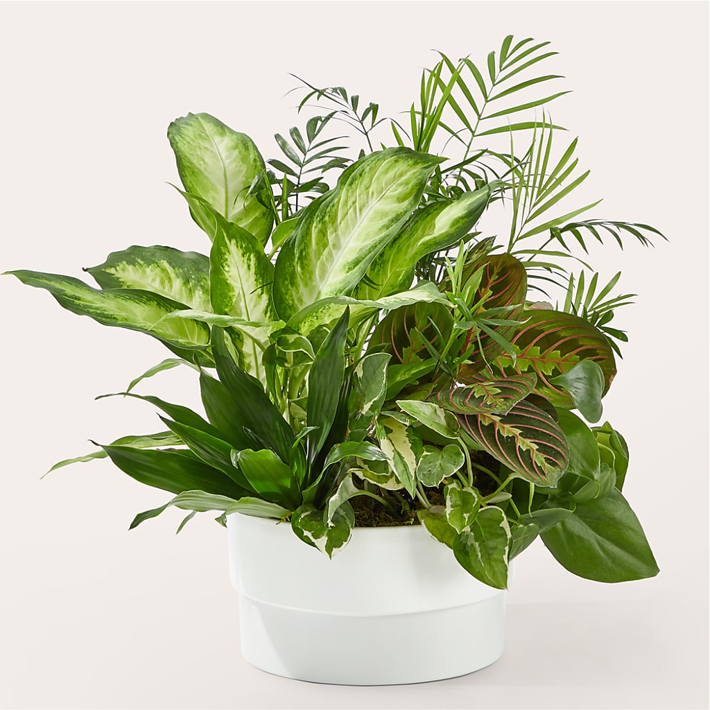 Radiating Positivity Dishgarden – Bouquet.com, Tontitown AR
