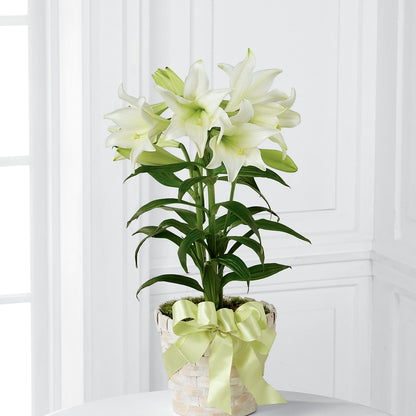 Easter Lily Plant –  Bouquet.com, Tontitown AR