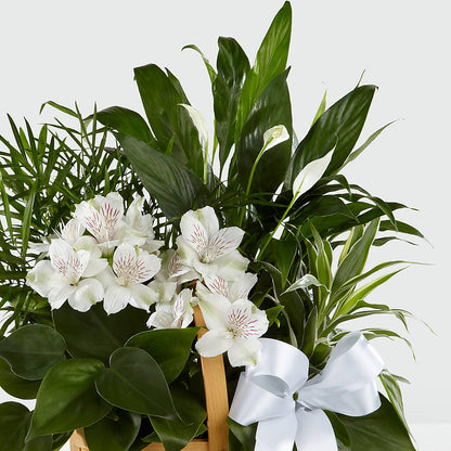 Peace & Serenity Dishgarden –  Bouquet.com, Tontitown AR
