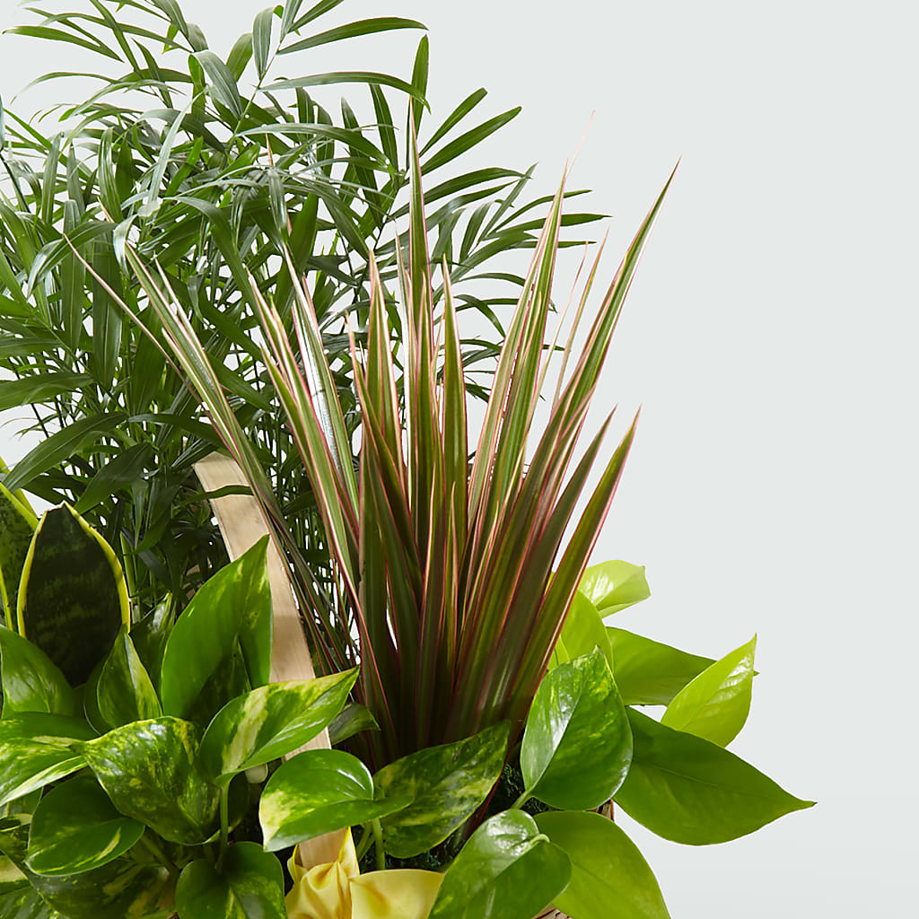 French Garden –  Bouquet.com, Tontitown AR