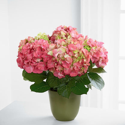 Pink Hydrangea Planter –  Bouquet.com, Tontitown AR