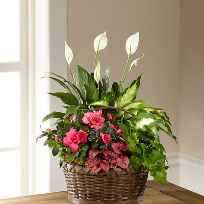 Dream in Pink Dishgarden –  Bouquet.com, Tontitown AR
