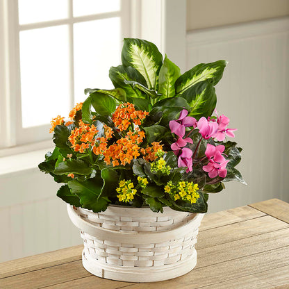 Color Crush Dishgarden –  Bouquet.com, Tontitown AR