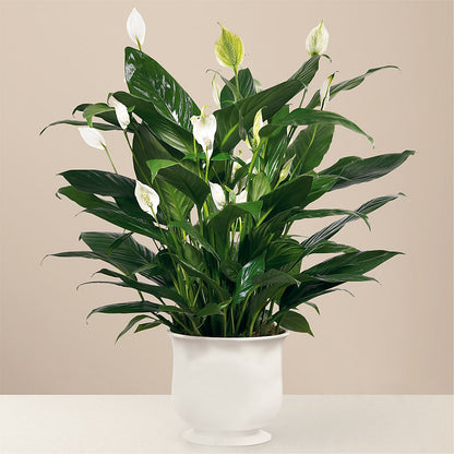 Comfort Planter –  Bouquet.com, Tontitown AR