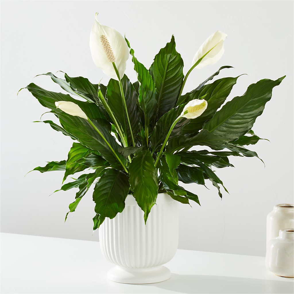 Comfort Planter –  Bouquet.com, Tontitown AR