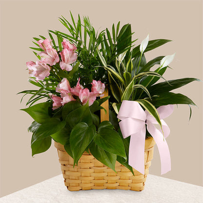 Living Spirit Dishgarden –  Bouquet.com, Tontitown AR