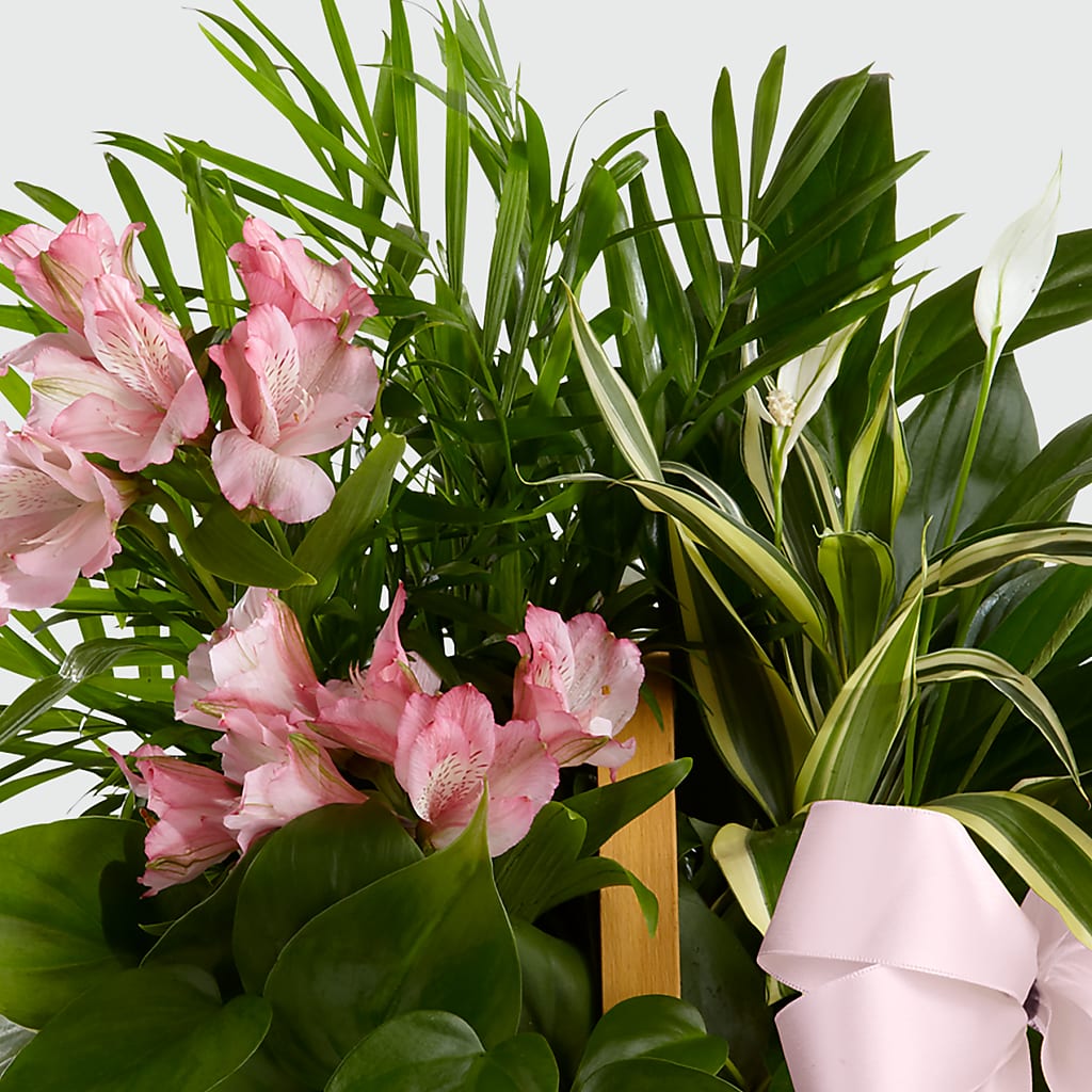 Living Spirit Dishgarden –  Bouquet.com, Tontitown AR