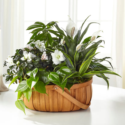 Serene Dishgarden –  Bouquet.com, Tontitown AR
