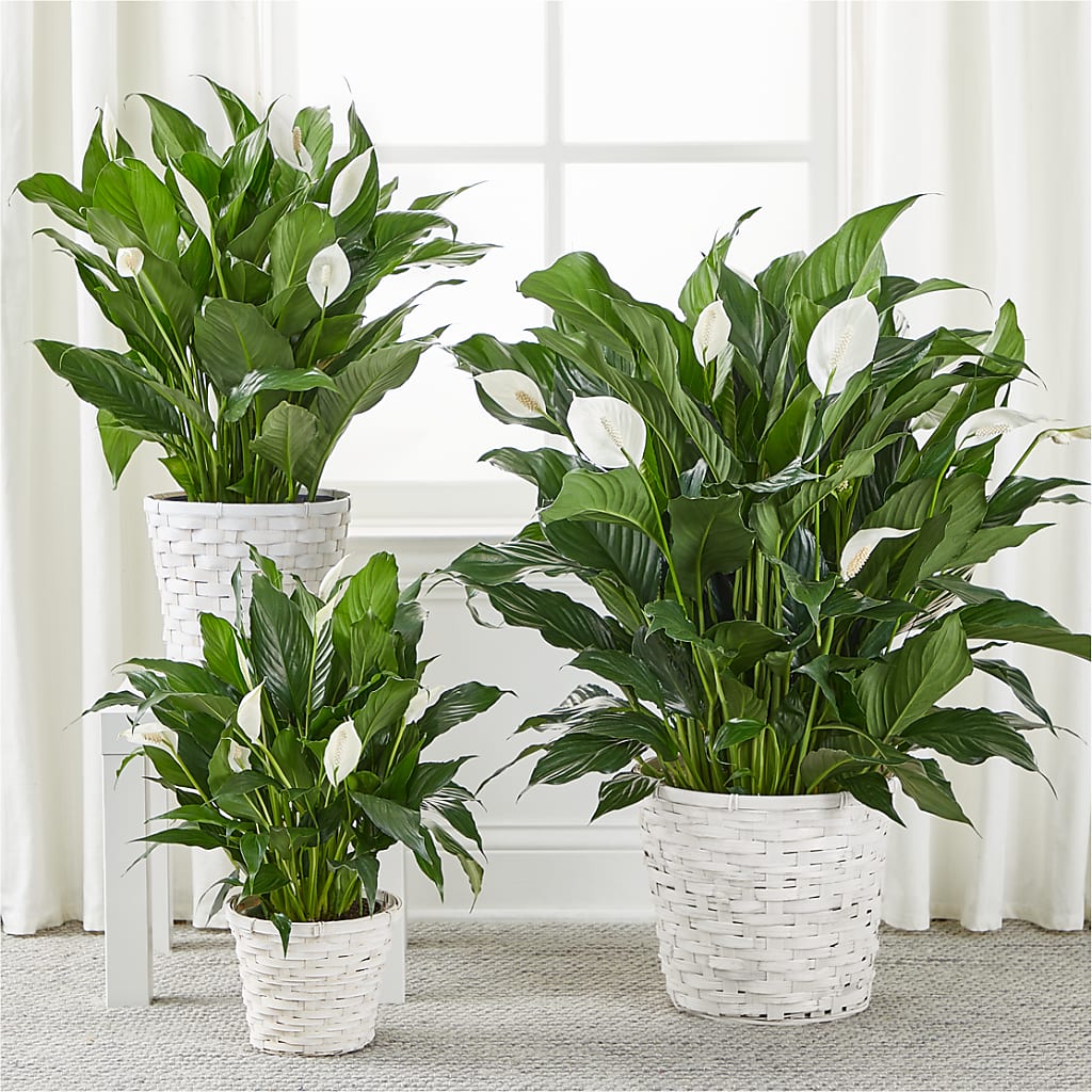 A New Leaf Peace Lily –  Bouquet.com, Tontitown AR