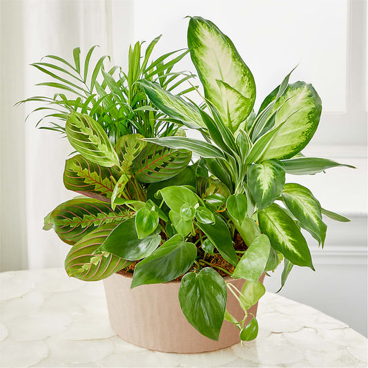 Balance & Harmony Dishgarden –  Bouquet.com, Tontitown AR