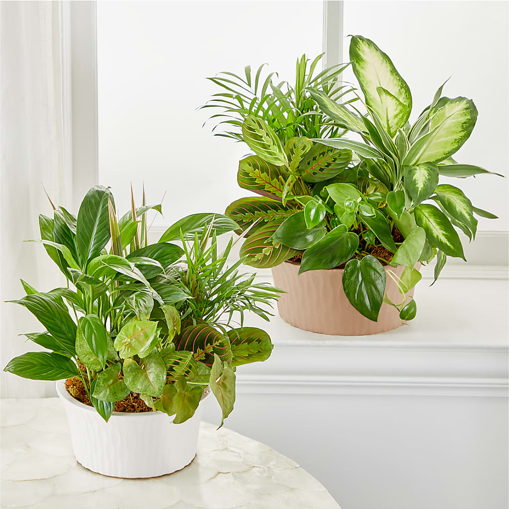 Balance & Harmony Dishgarden –  Bouquet.com, Tontitown AR