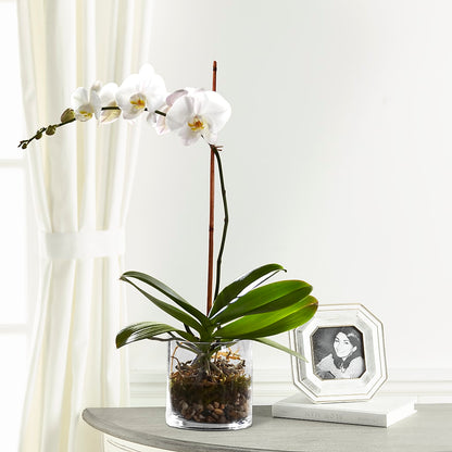 White Orchid Planter –  Bouquet.com, Tontitown AR