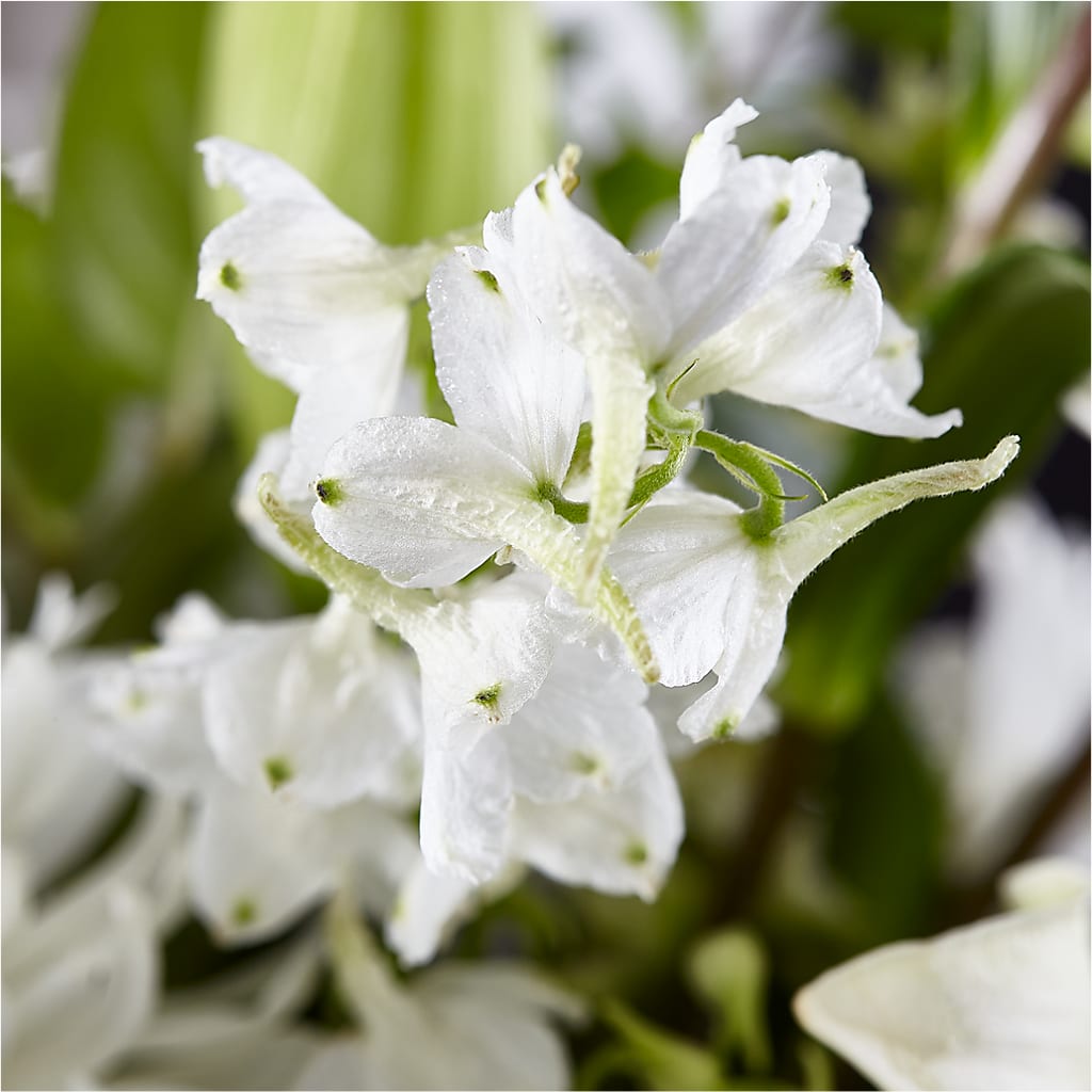 Classic Ivory – A Florist Original –  Bouquet.com, Tontitown AR